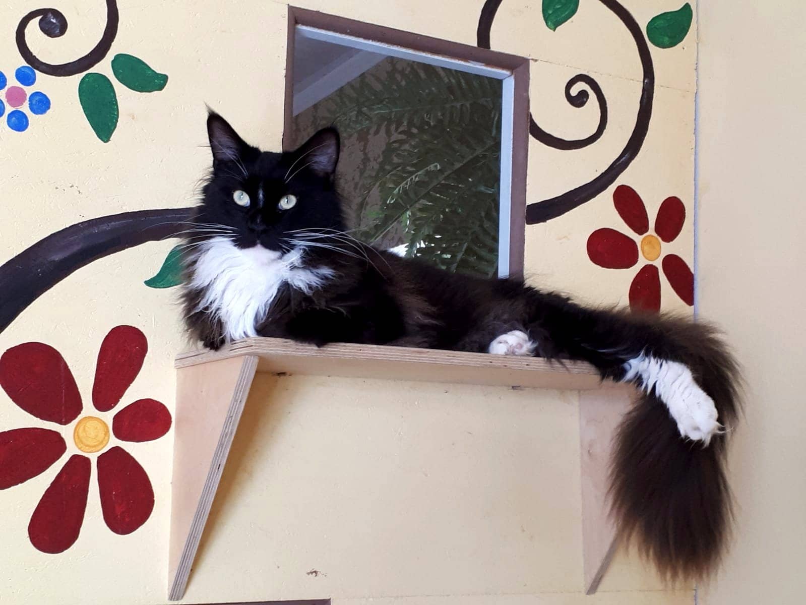 Schwarz-weiße Katze auf einem Wandbrett im blumenbemalten Einzelzimmer