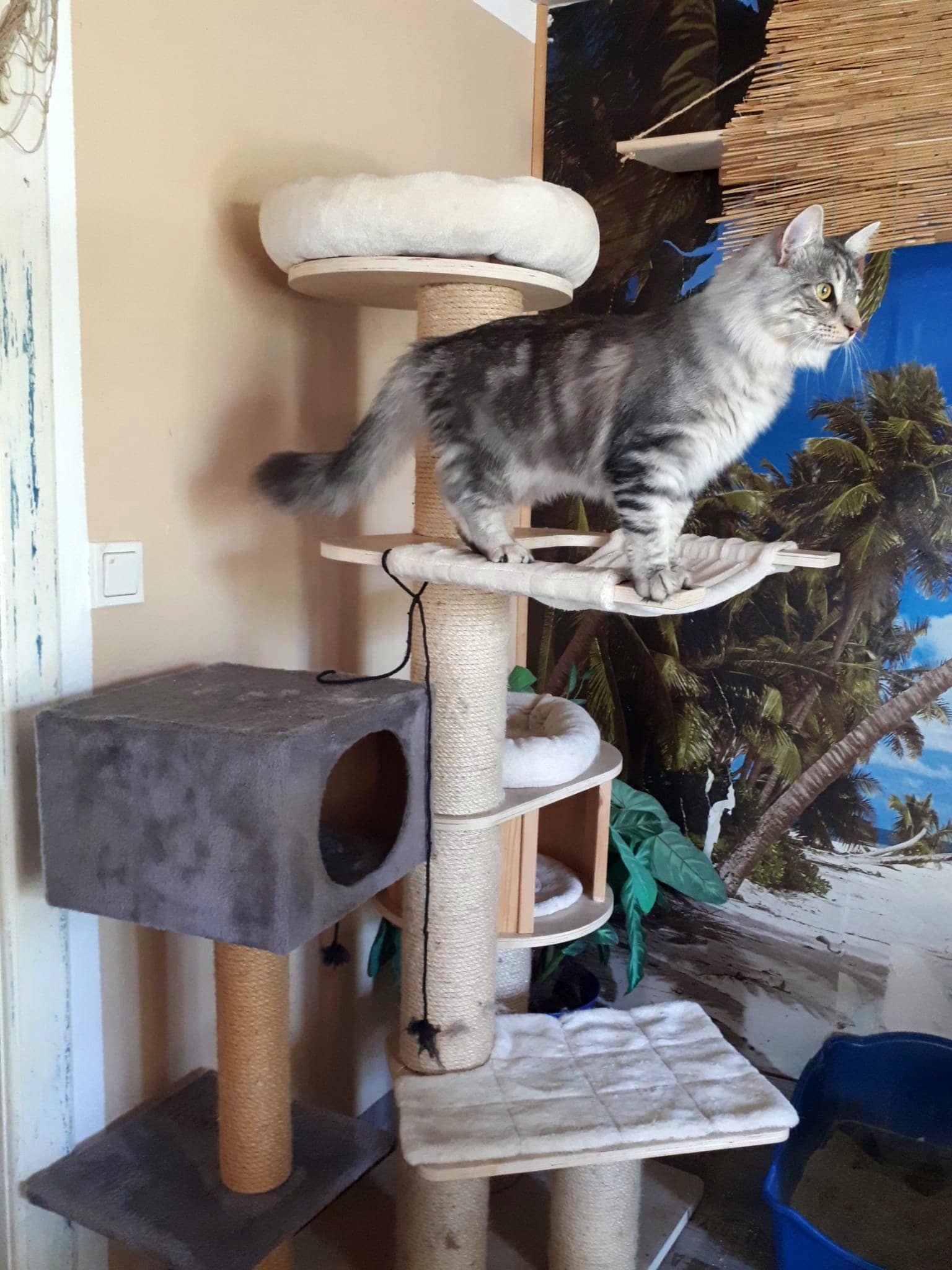 Katze auf dem Kratzbaum in einem hell eingerichteten Themen-Einzelzimmer