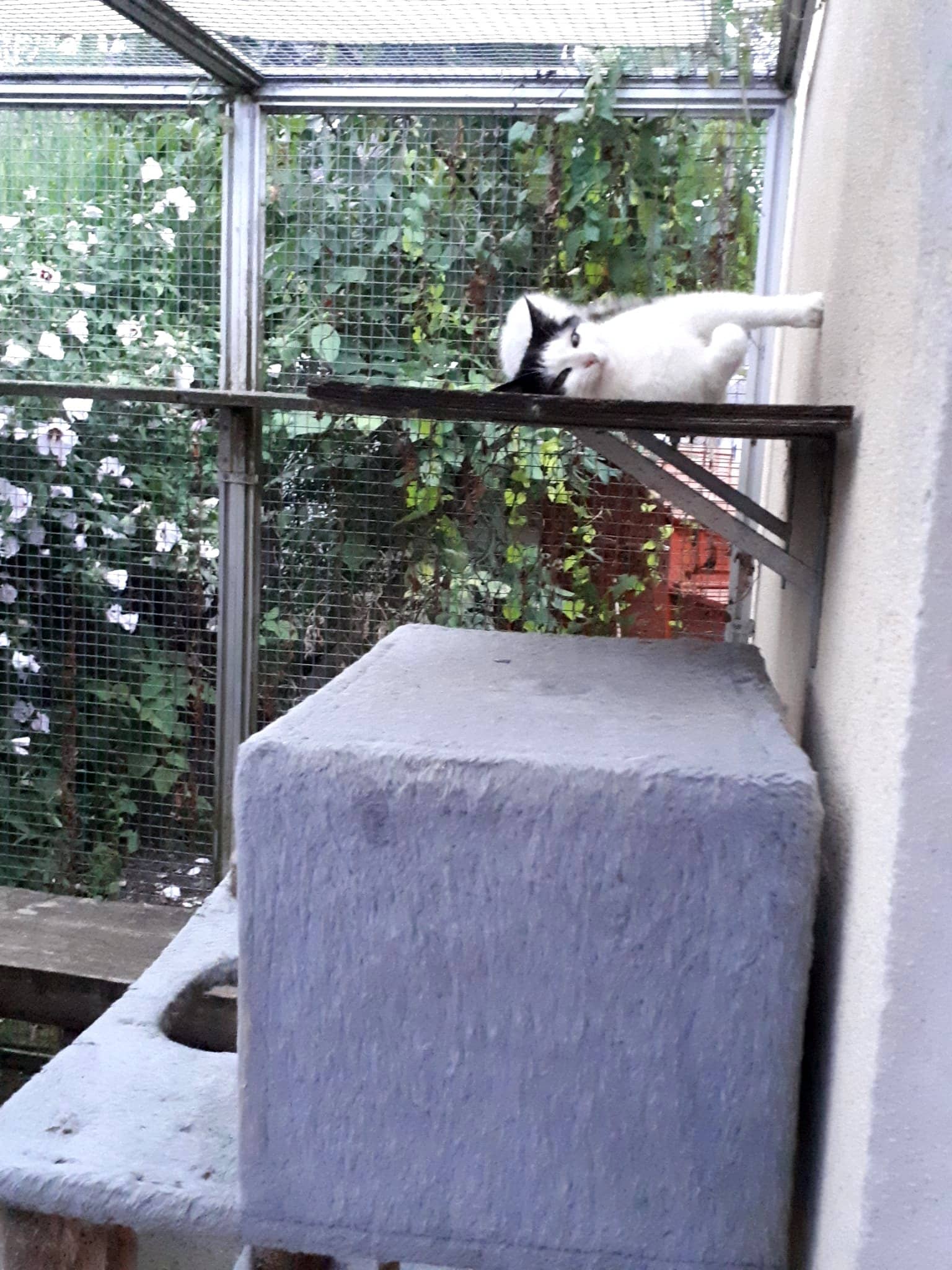 Katze auf dem gesicherten Balkon mit Blick in den Garten