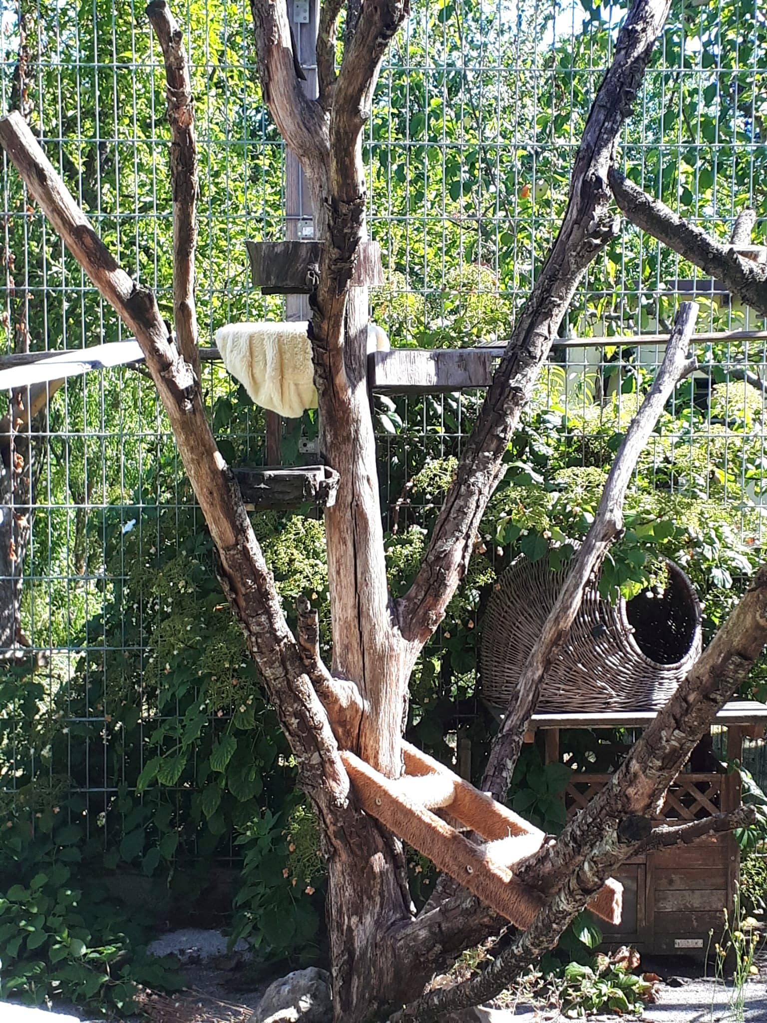Großes Freigehege mit Kletterbaum, Hängebrett und Netz über dem Garten