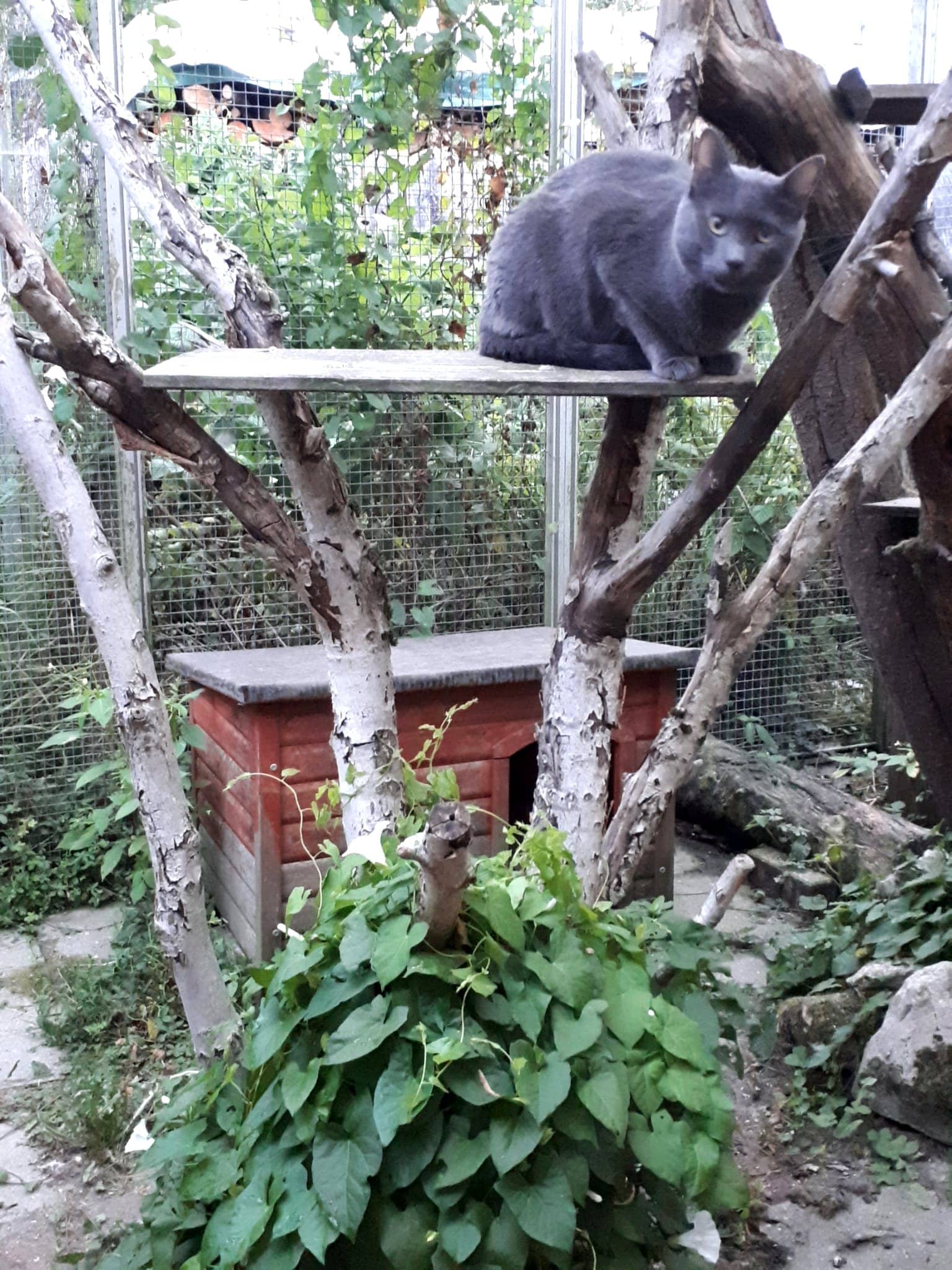 Graue Katze auf einer Plattform zwischen Birkenstämmen im Freigehege