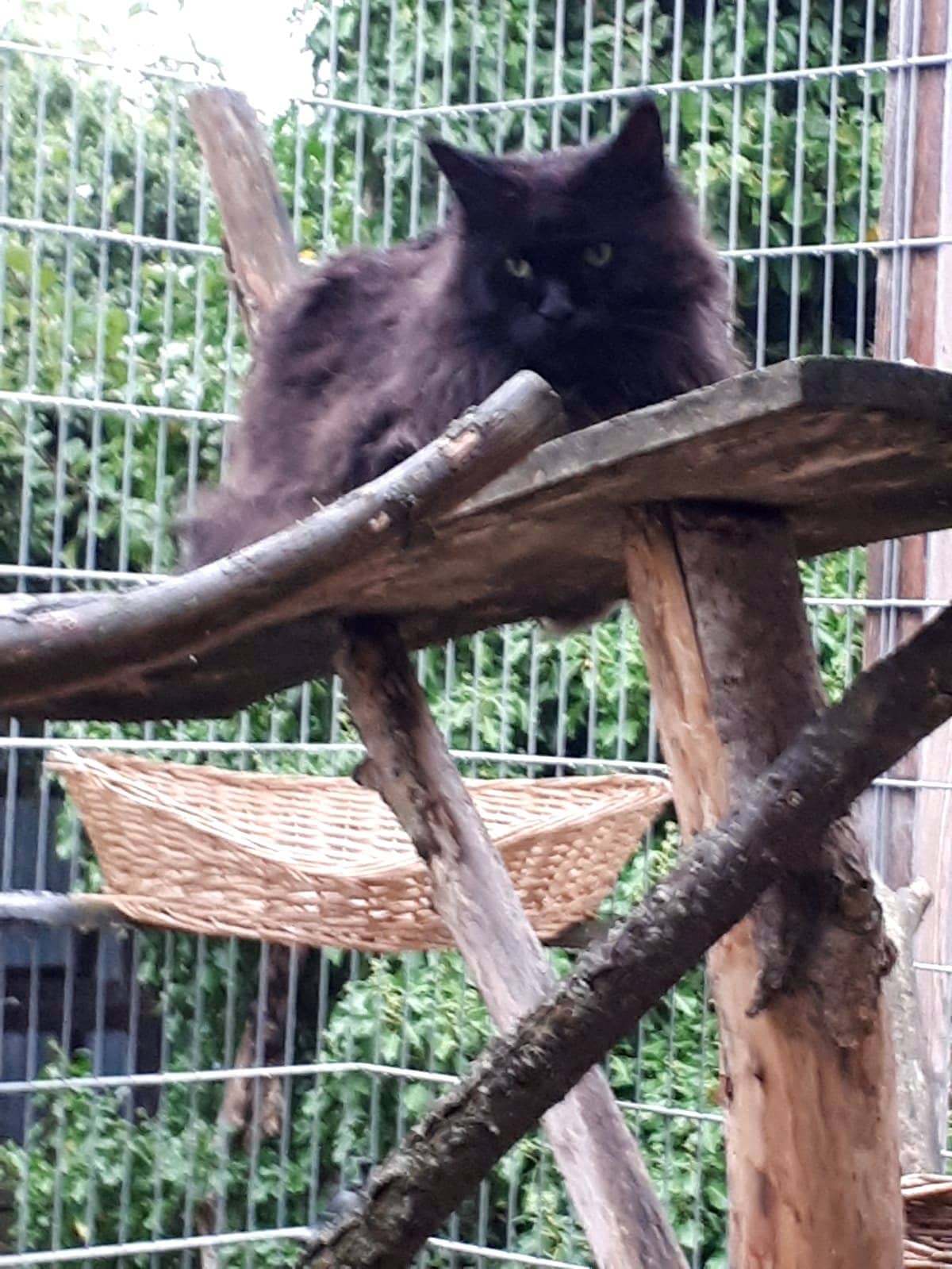 Schwarze Langhaarkatze auf einem Kletterast im Freigehege