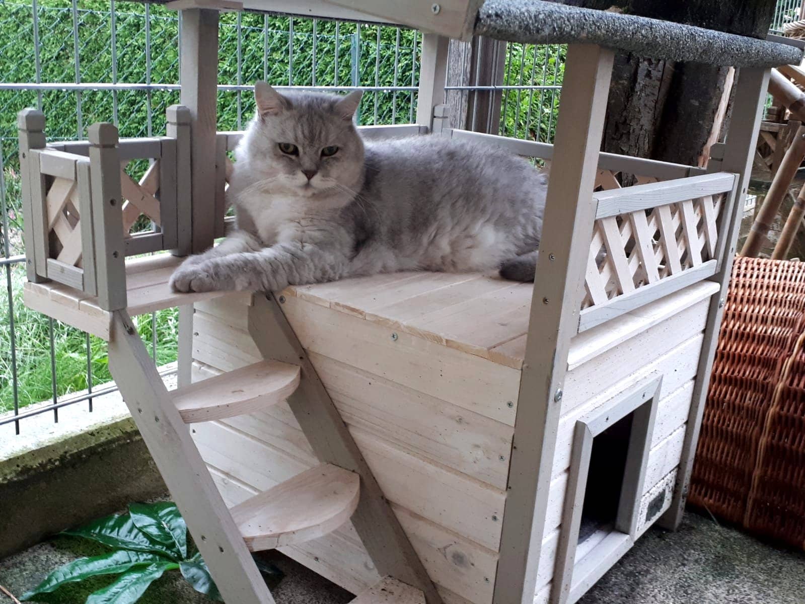 Katze auf einem hölzernen Katzenhaus im überdachten Freigehege
