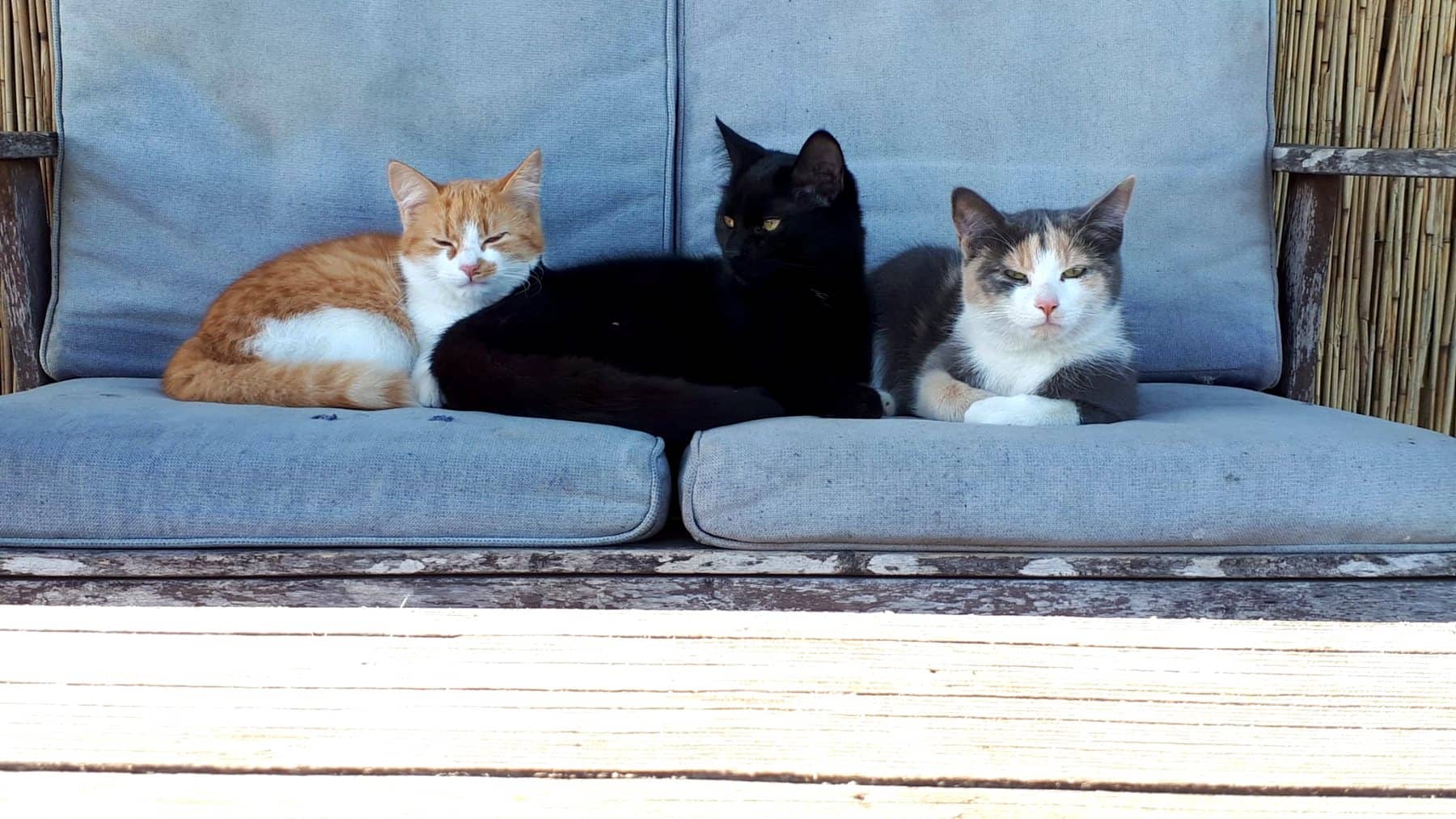 Drei Katzen sitzen nebeneinander auf einer gepolsterten Bank am Fenster