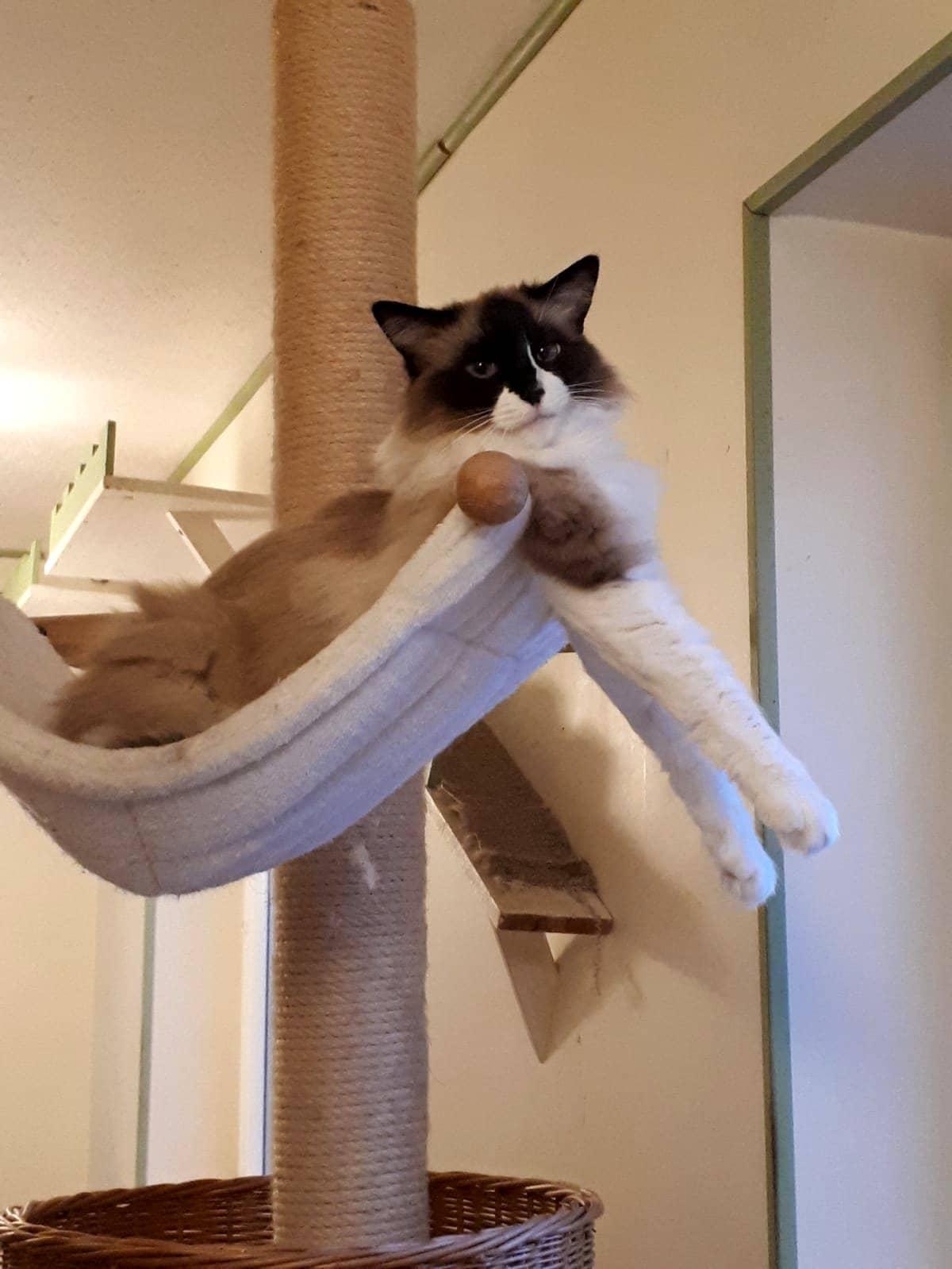 Katze liegt entspannt in einer Hängematte am Kratzbaum