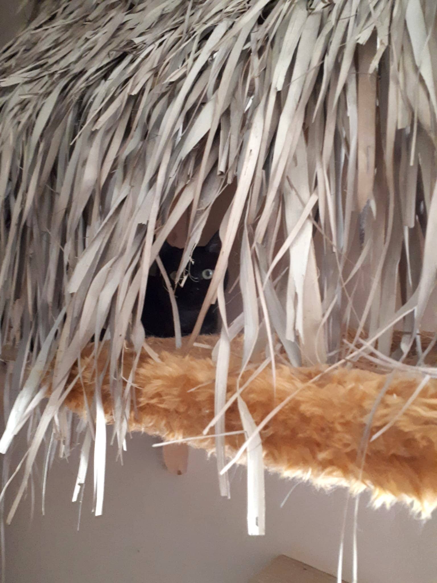 Katze ruht in einer Heuhütte