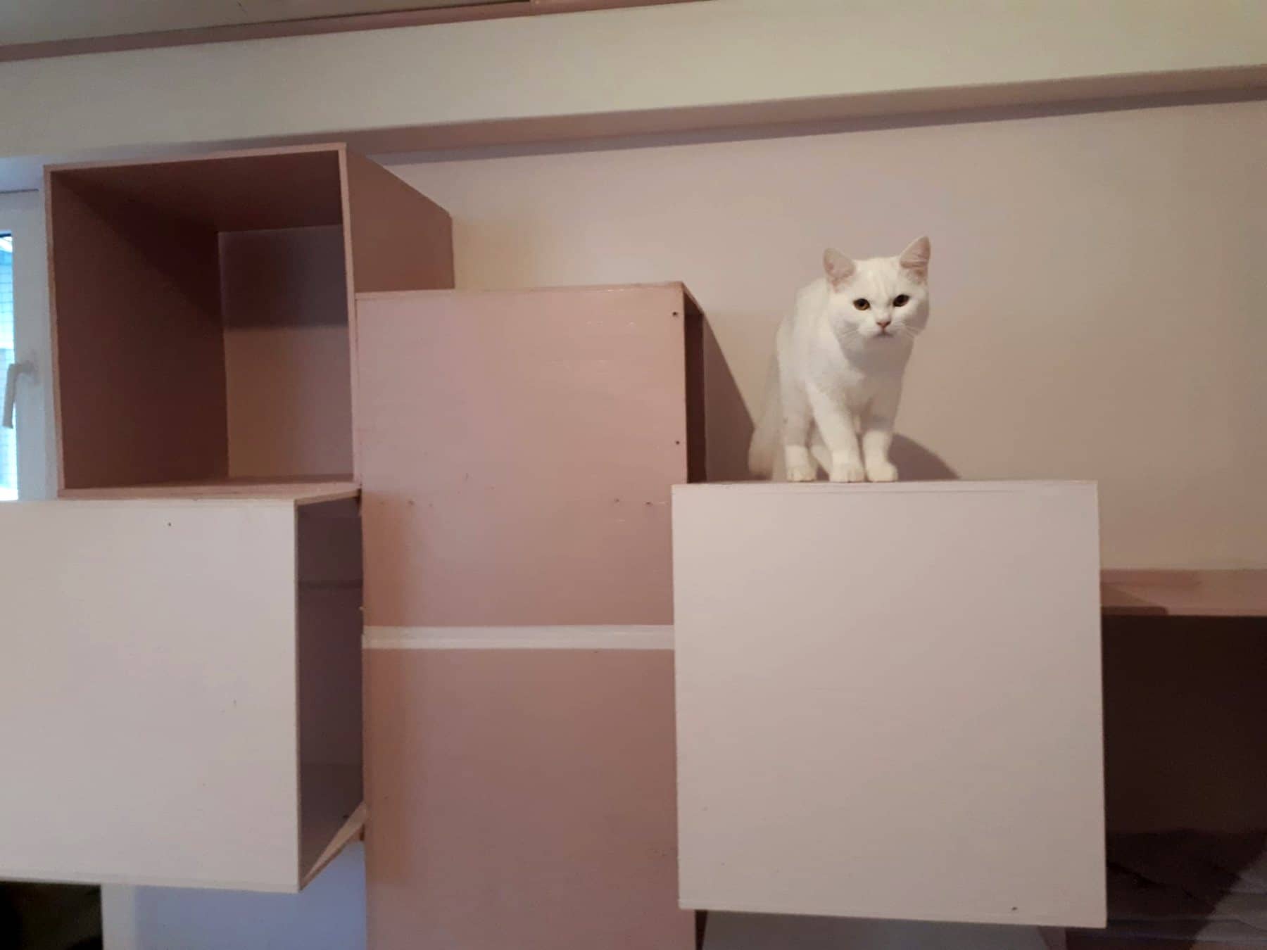 Weiße Katze auf frischen Kartons