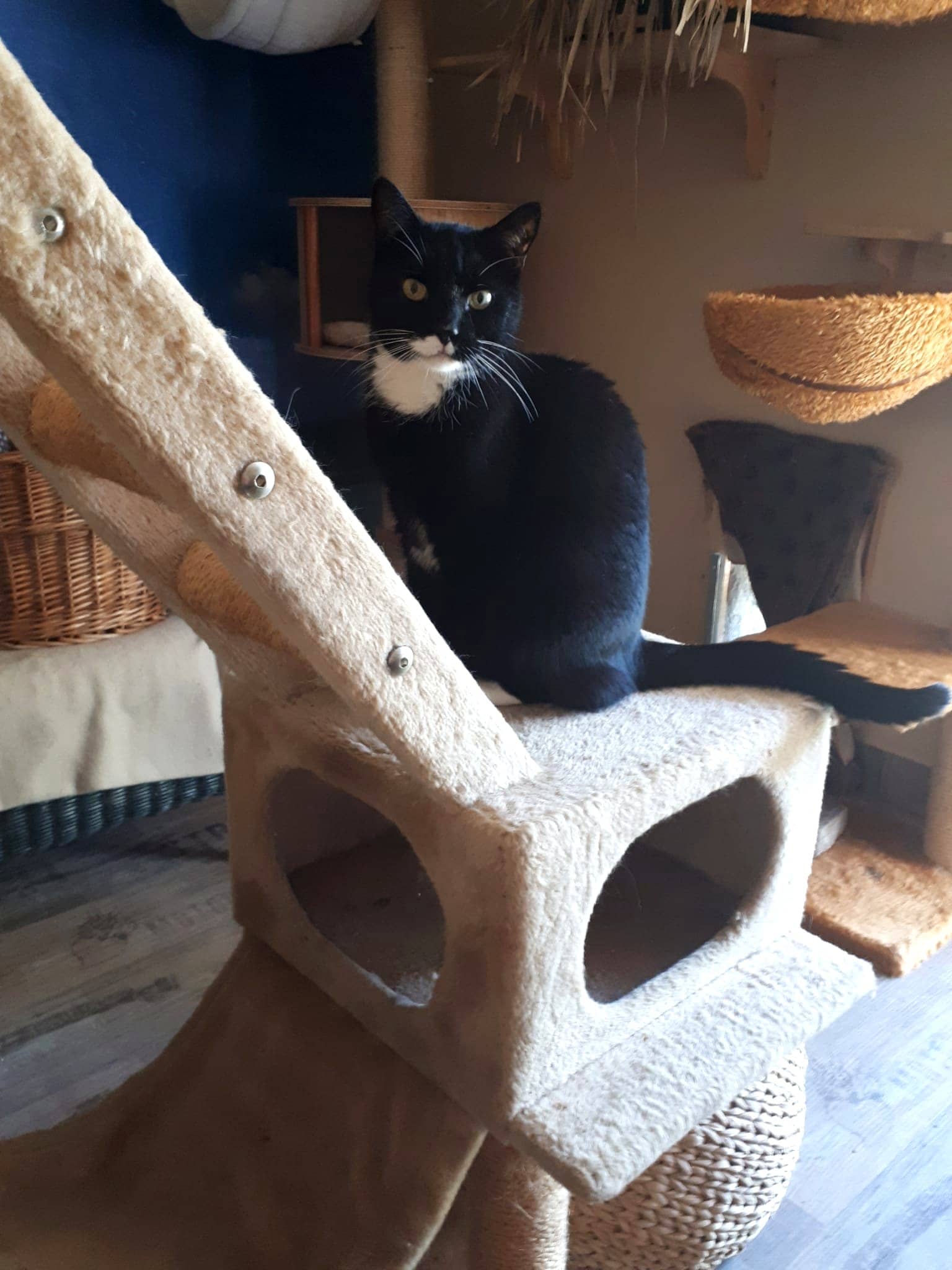 Schwarz-weiße Katze auf einer Kratzbaumebene