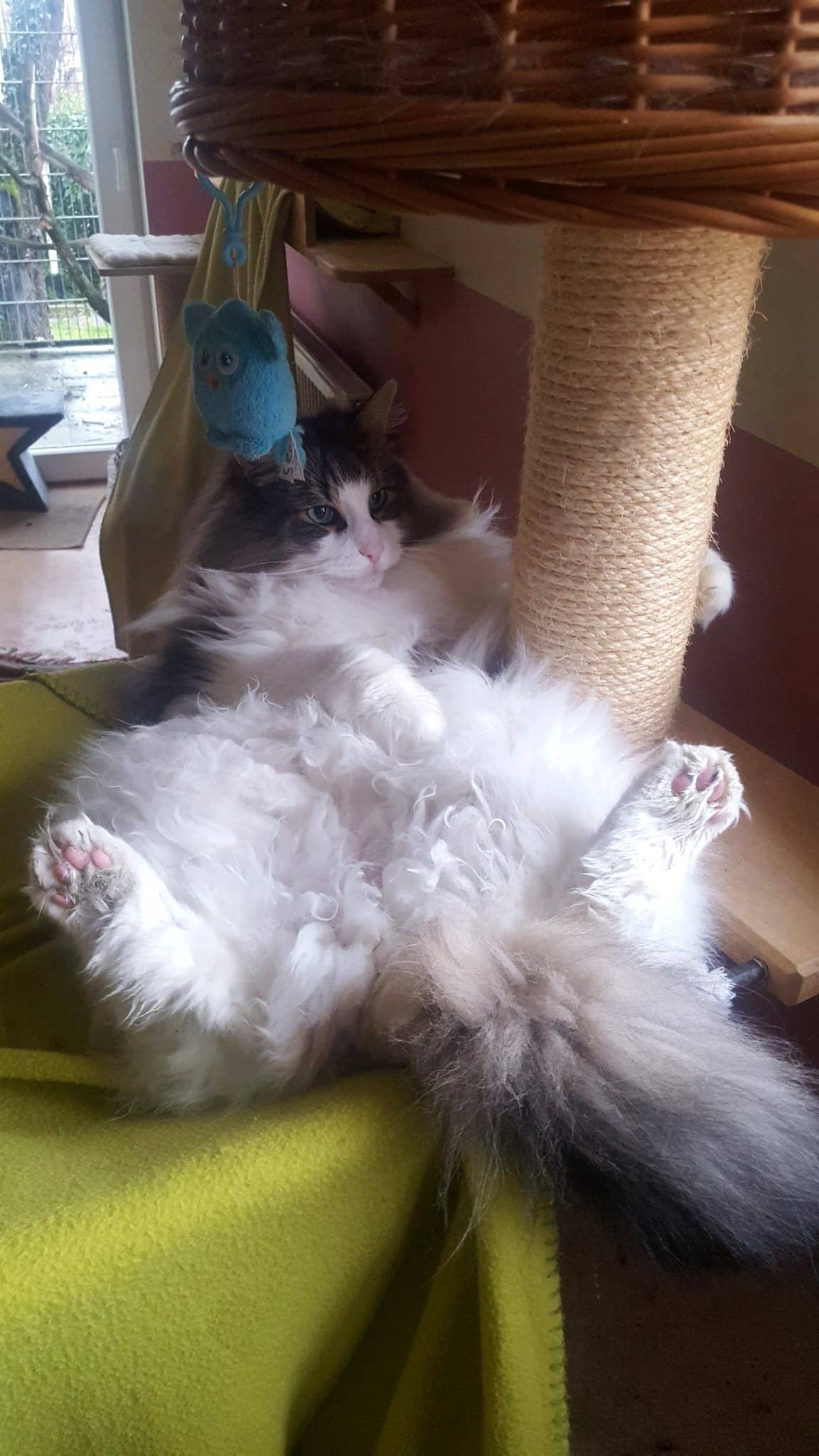 Langhaarkatze liegt mit dem Bauch nach oben auf einer grünen Decke