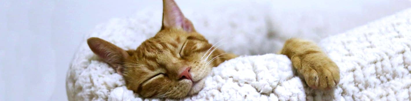 Schlafende getigerte Katze auf einer weichen Decke