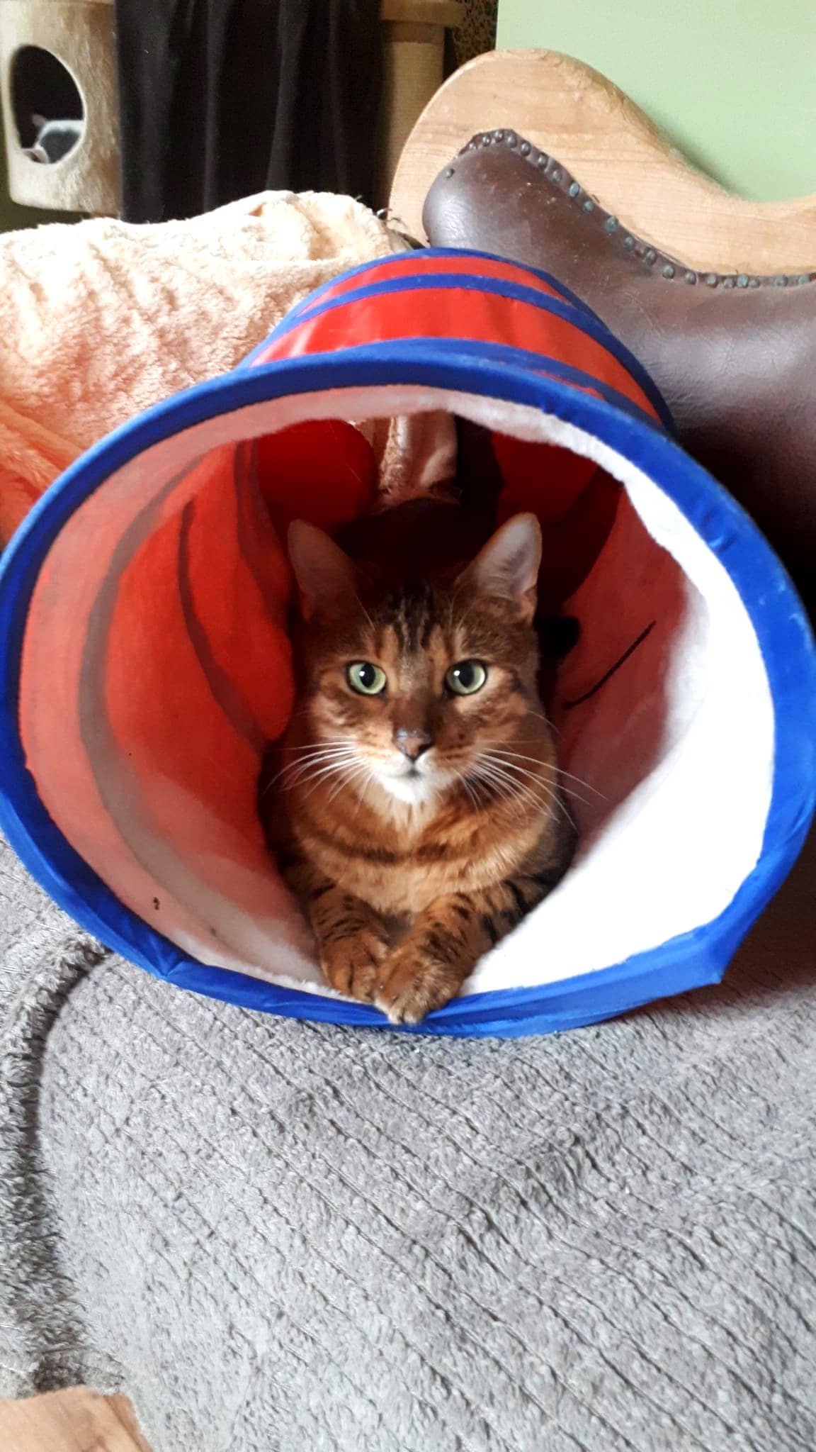 Getigerte Katze schaut aus einem Spieltunnel heraus