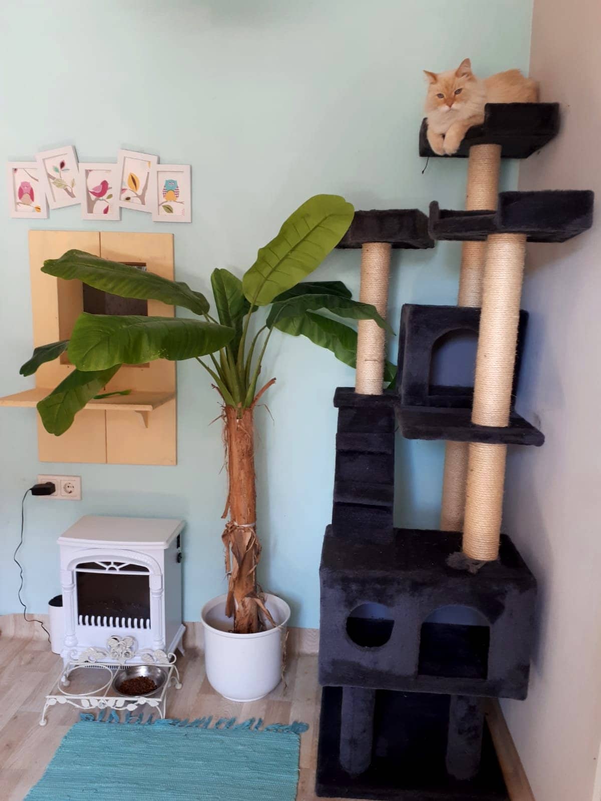 Zimmer mit dunklem Kratzbaum, Zimmerpflanze und Bildern an der Wand