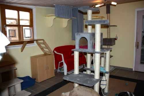 Warm gelbes Zimmer mit Kratzbaum und Sitzplatz am Fenster