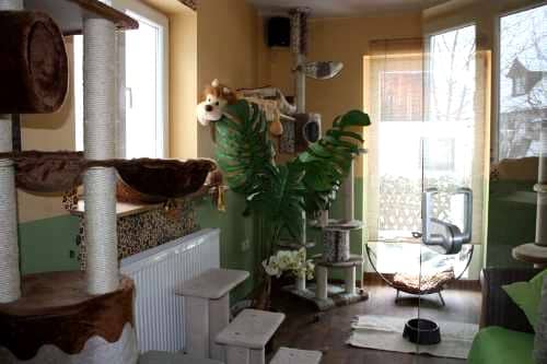 Grün gestaltetes Zimmer mit Zimmerpflanzen und Kratzbaum