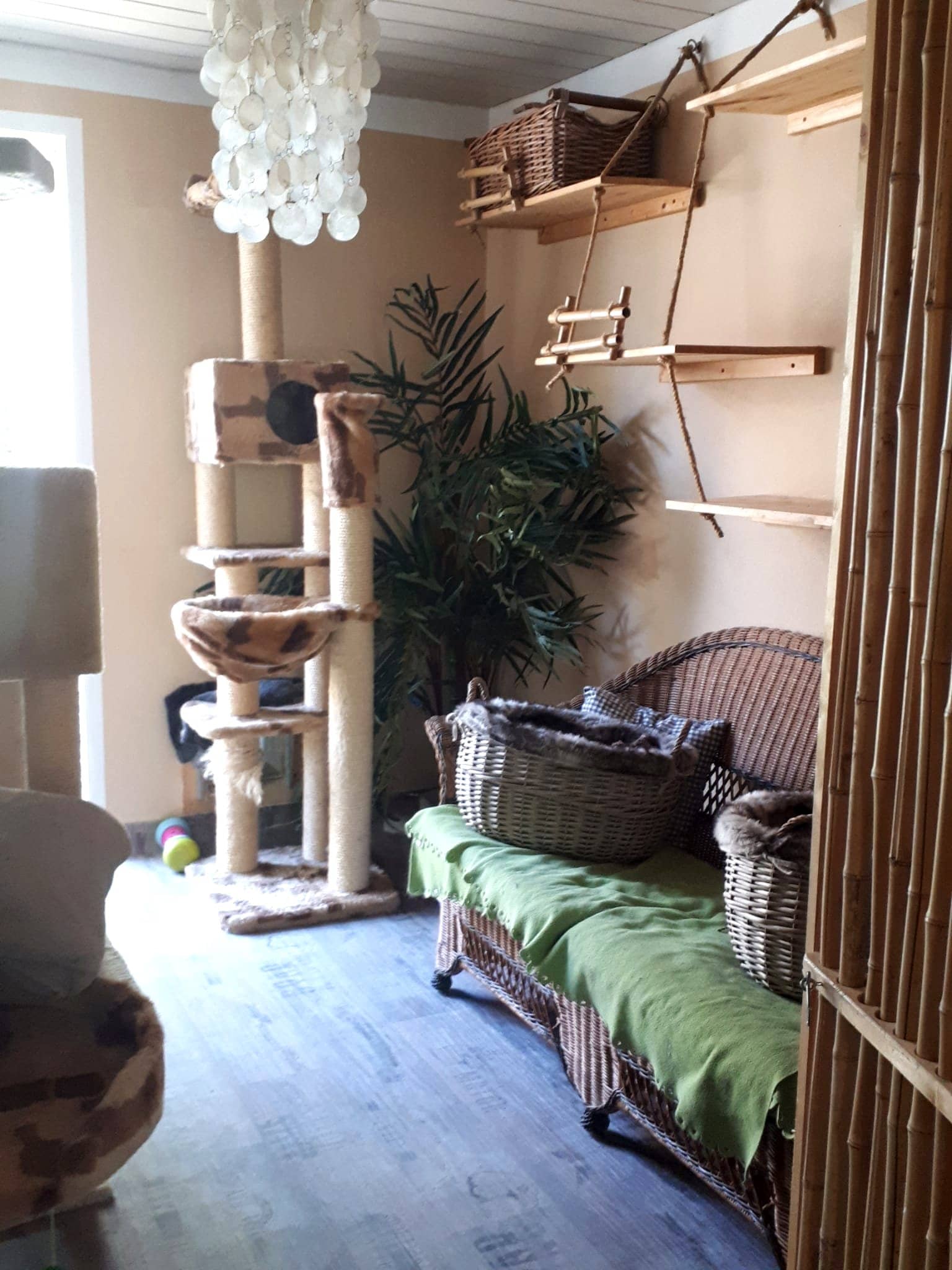 Zimmer mit Korbstuhl, Kratzbaum und Rückzugskörbchen