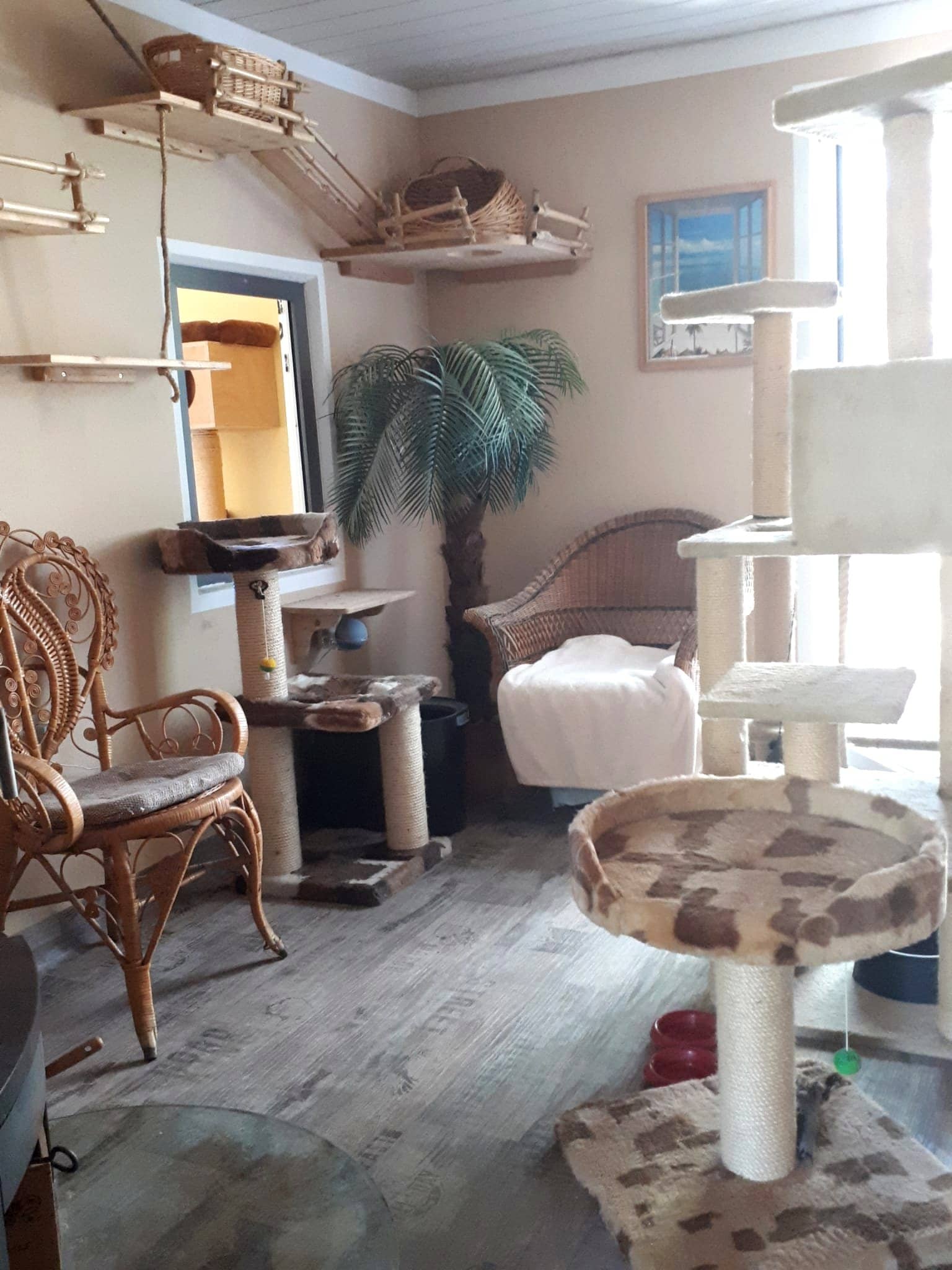Helles Zimmer mit Korbmöbeln, Kratzbaum und großem Fenster